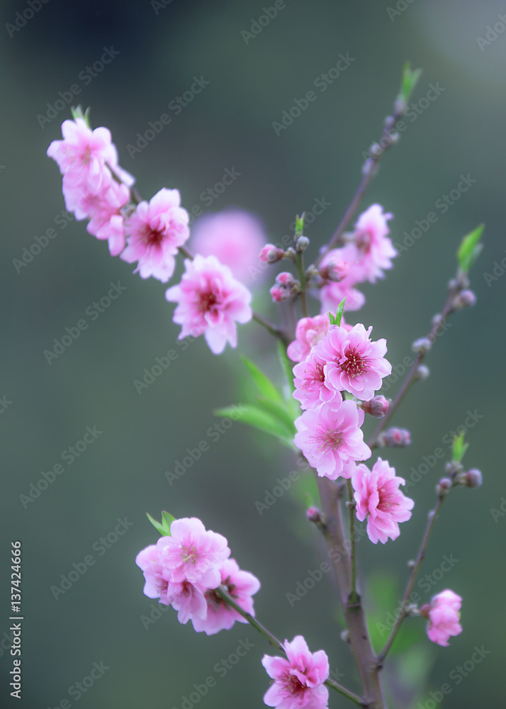 Cerasoides,View Beautiful in Texture background Cerasoides,View Beautiful in Texture background