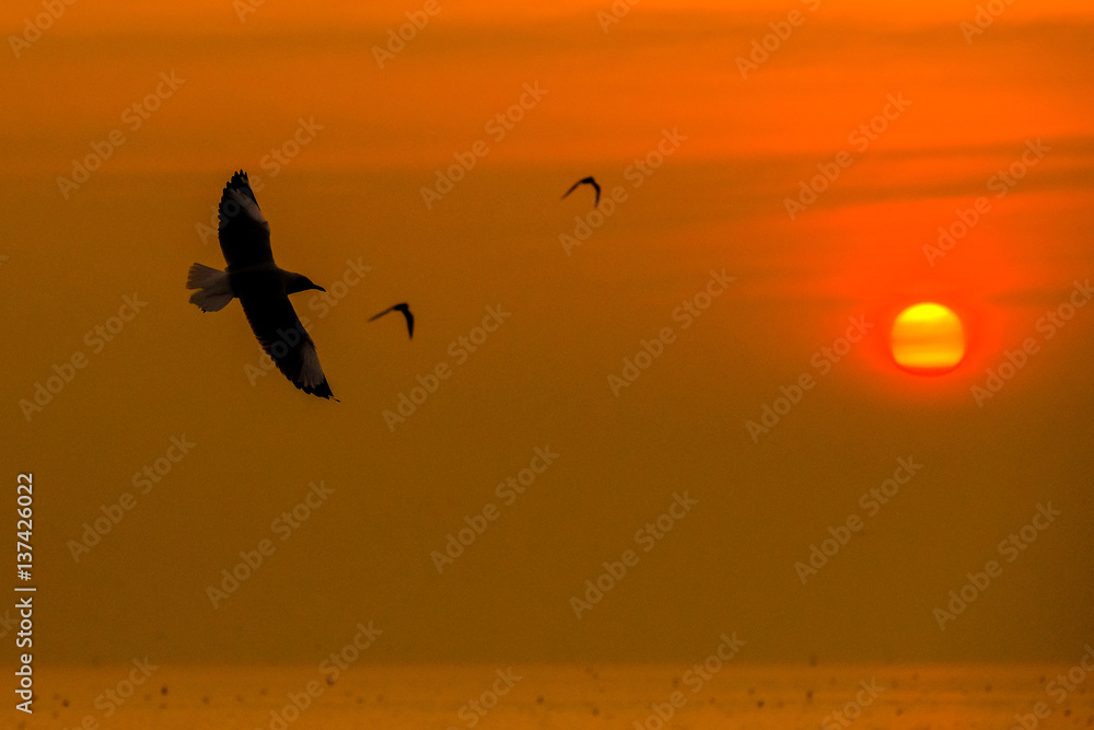 Fototapeta premium Tranquil scene with seagull flying at sunset