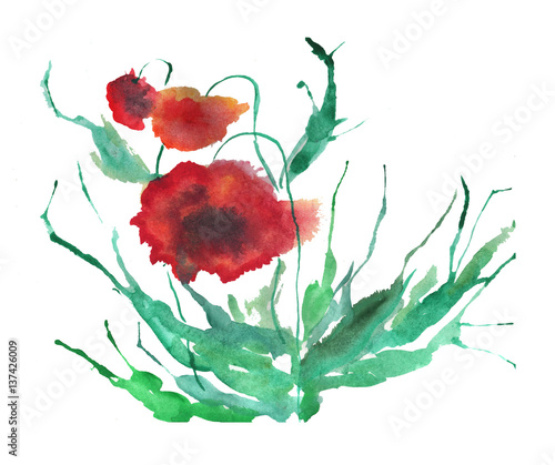 Watercolor flowers poppies photo