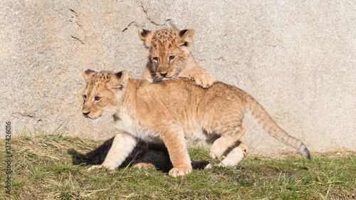 Lion cubs exploring it's surroundings