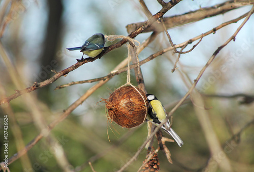 great and blue tit on the small birdfeeder made of coconut