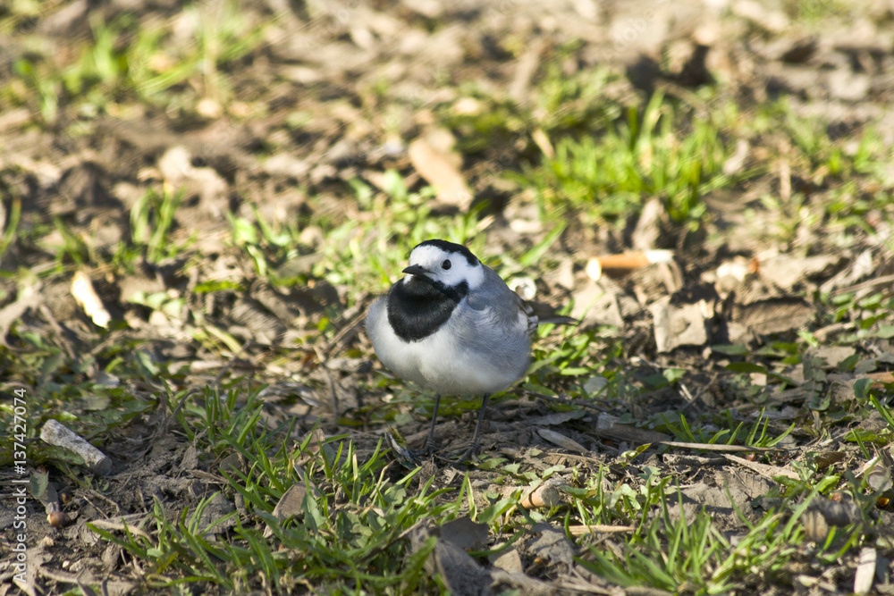 Obraz premium Маленькая птица трясогузка на молодой траве 