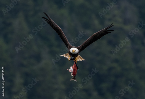 Bald Eagle with Dinner