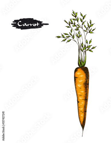 Hand drawn illustration of carrot.