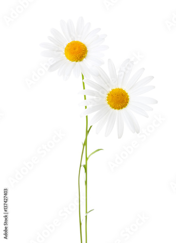 Fototapeta Naklejka Na Ścianę i Meble -  Two Chamomiles (Ox-Eye Daisy )  isolated on white background.