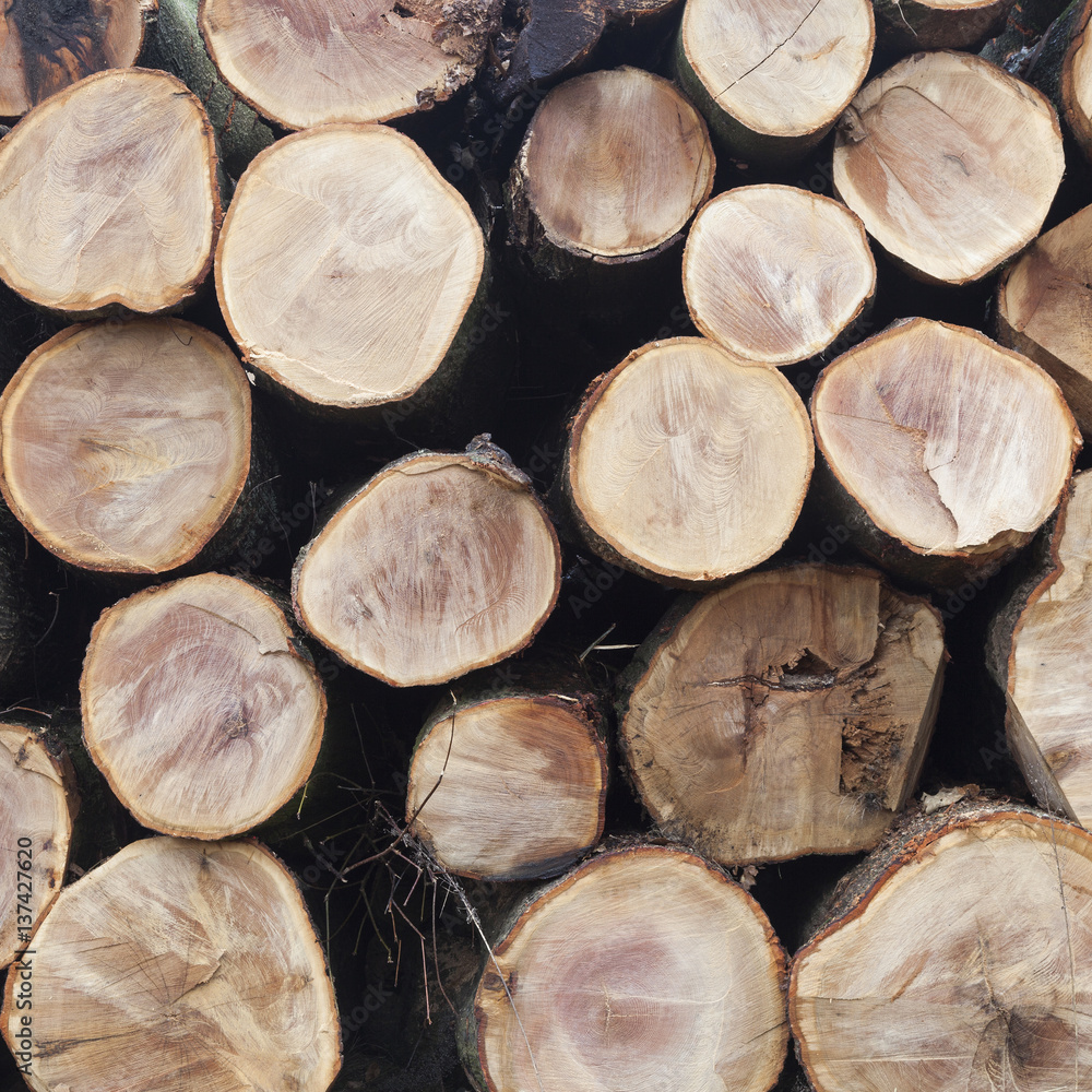 stack of beech logs in closeup stack of beech logs in closeup