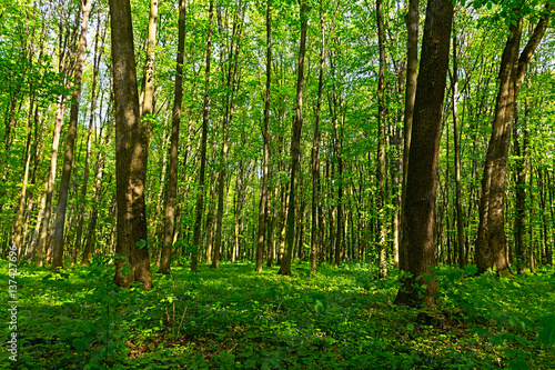 green forest background © rokvel