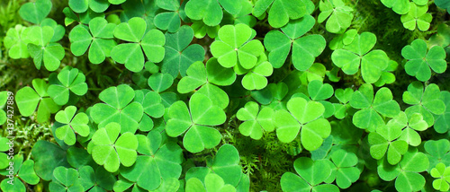 Green background with three-leaved shamrocks. St.Patrick's day holiday symbol. selective focus