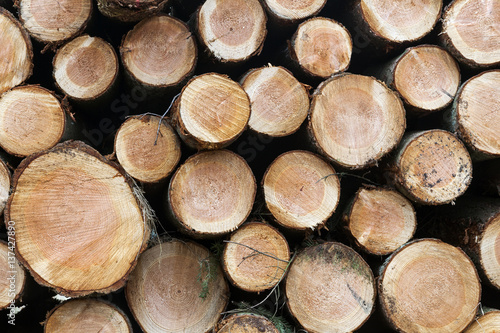 pile of small cut trunks of spruce tree wood