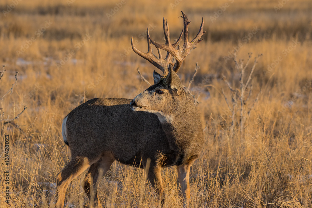 Mule Deer Buck on a Cold Fall Morning Mule Deer Buck on a Cold Fall Morning