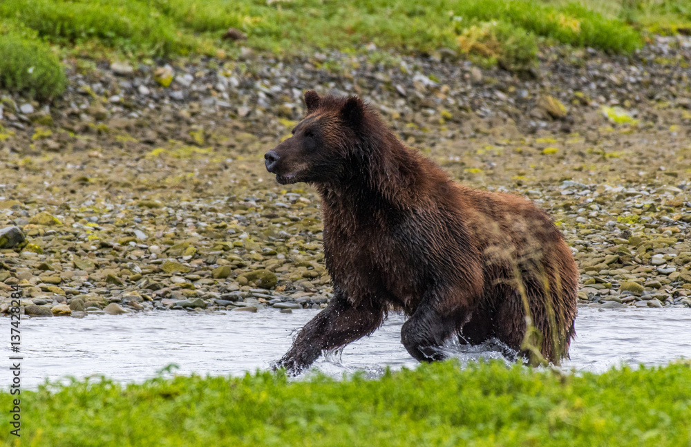 Alaskan Brown Bear Searching for Food Along a River