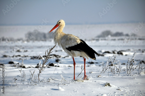 White Stork remaining winter village