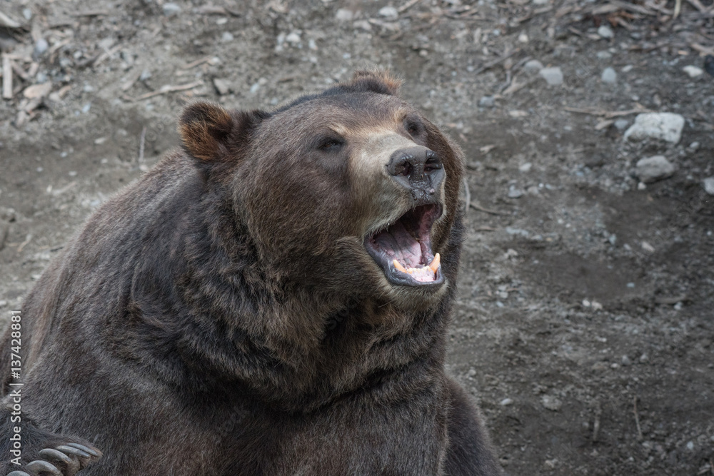 Fototapeta premium Brown Bear Close Up 