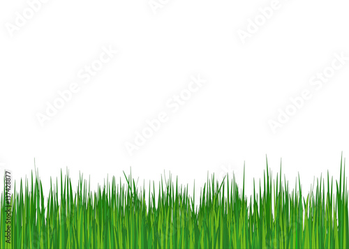 Grass. Summer (spring) background. Vector