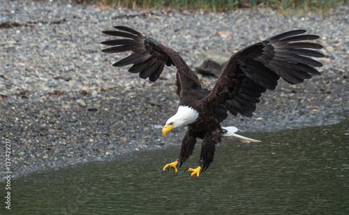 Bald Eagle coming in for a Landing