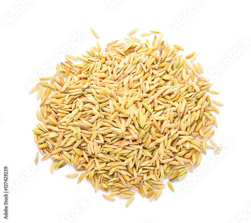 pile of paddy jasmine rice isolated on white background