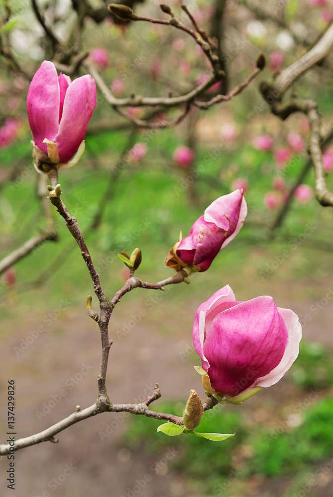 Flowers plants Magnolia bloom in the spring Flowers plants Magnolia bloom in the spring