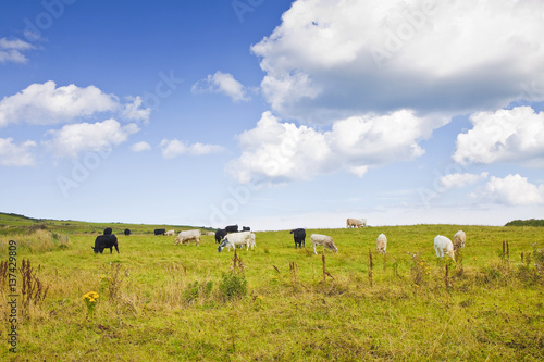 Irish cows grazing  Ireland  - image with copy space