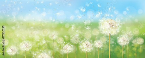 Vector spring  nature  background,  dandelions flowers field and  blue sky.