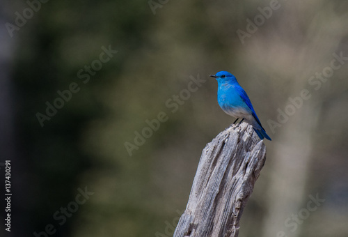 Mountain Bluebird Perched on a Wooden Fencepost