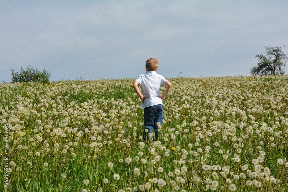 Kleiner Junge von hinten auf großer Wiese voller Pusteblumen