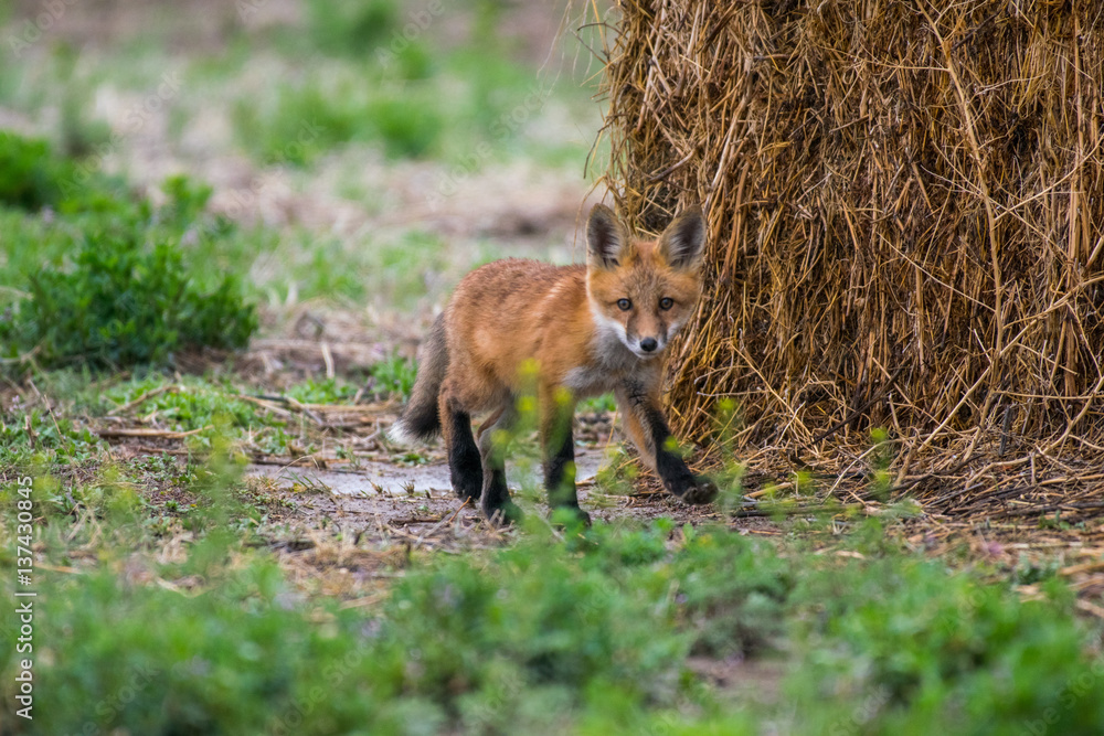 Fototapeta premium Red Fox Kit