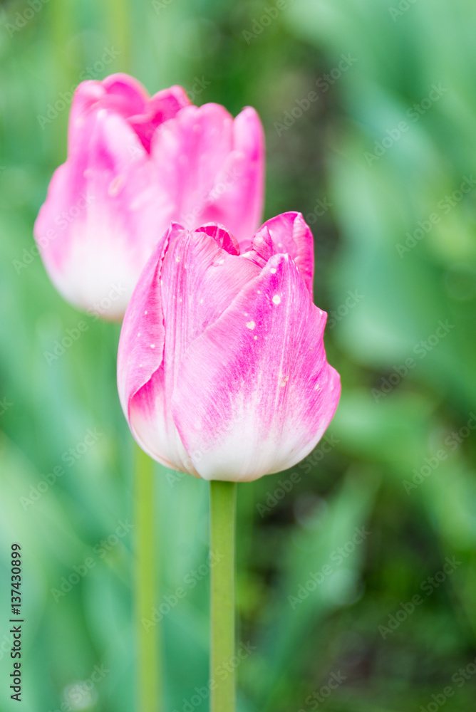 Tulipe rose et blanche sur fond vert. Macro. Tulipe rose et blanche sur fond vert. Macro.