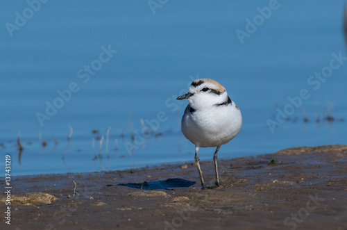 Snowy Plover Foraging for Food on the Shoreline