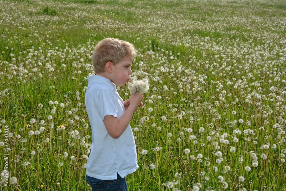 Kleiner Junge steht auf großer Pusteblumen Wiese und bläst Pusteblumen Kleiner Junge steht auf großer Pusteblumen Wiese und bläst Pusteblumen