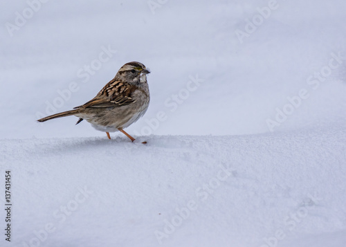 White-throated Sparrow in the Snow © Kerry Hargrove