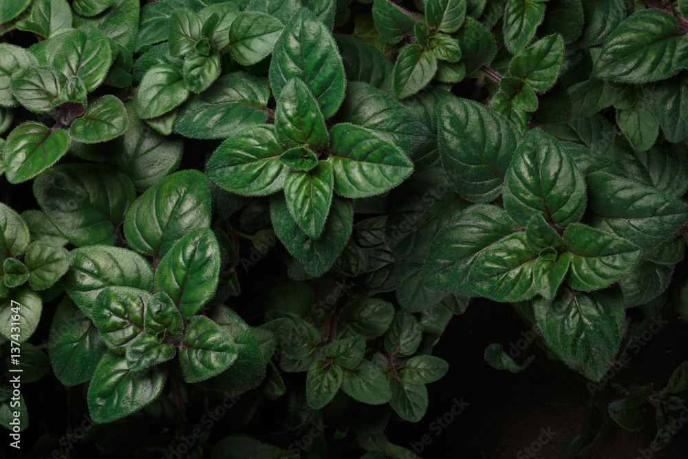 Oregano (Origanum) background Oregano (Origanum) background