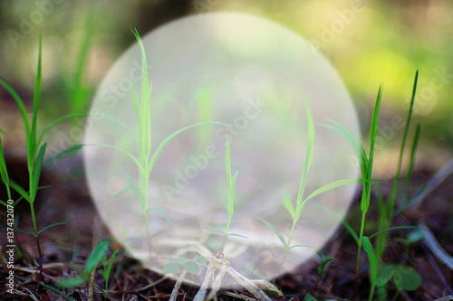 frame for text background transparent blurred green grass leaves spring