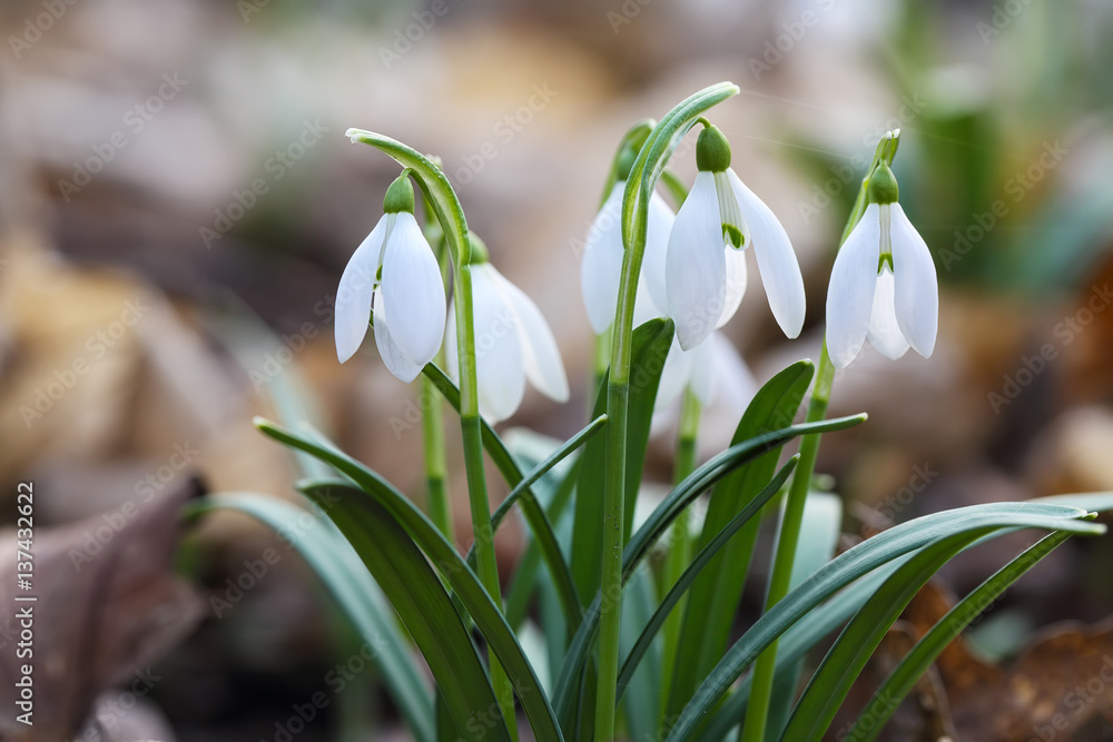 Spring snowdrop flowers blooming in sunny day Spring snowdrop flowers blooming in sunny day