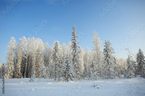 Nature winter landscape on a clear sunny day