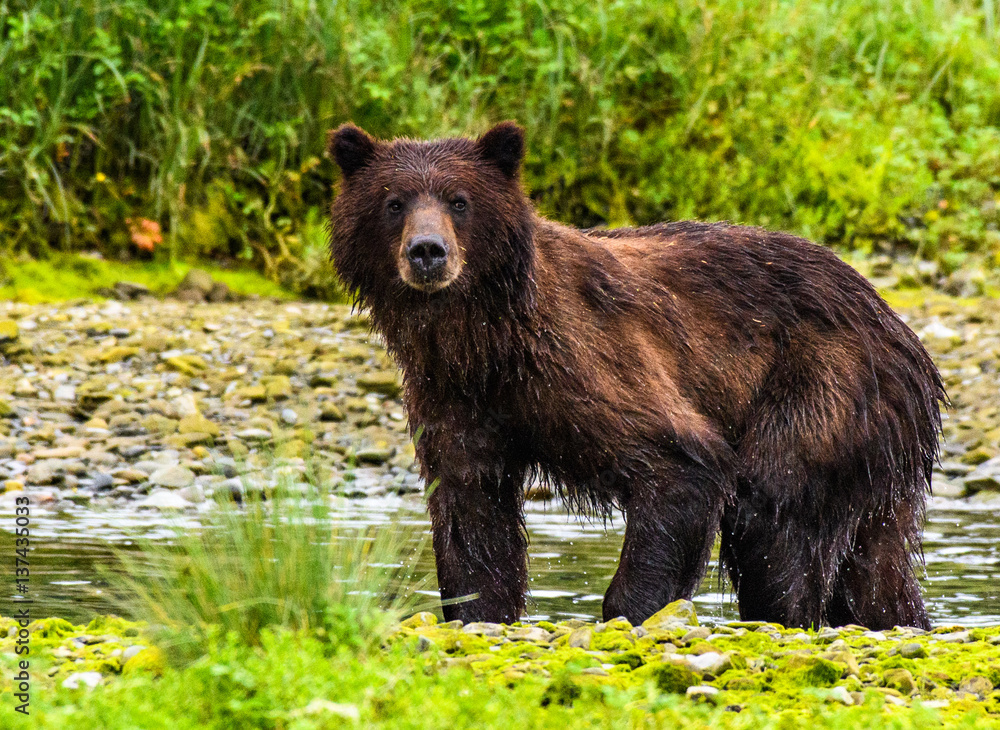 Alaskan Brown Bear Searching for Food along a River