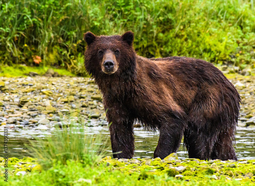 Alaskan Brown Bear Searching for Food along a River