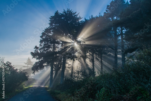 Sun Beams Shining Through Trees 