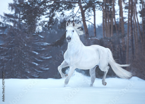 White horse runs on snow on forest background