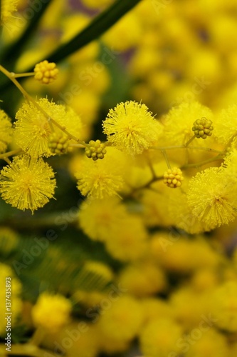 Blooming mimosa branch