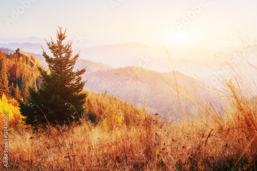 Beautiful view of the forest on a sunny day.