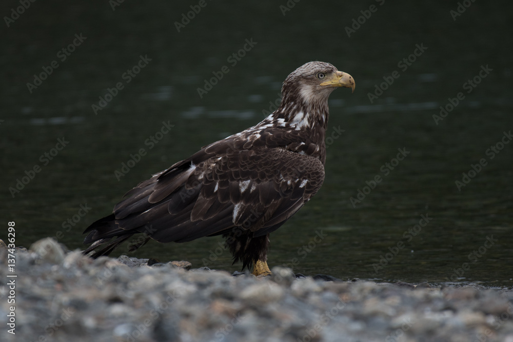 Juvenile Bald Eagles Scavenging Food on Shore Juvenile Bald Eagles Scavenging Food on Shore