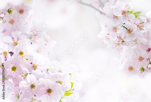 Flowering  pink  flowers cherry macro close-up outdoor on soft blurred light background. Spring floral border desktop template wallpaper a postcard. Romantic soft gentle artistic image.