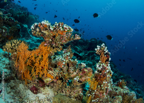 Coral reef, Maldives