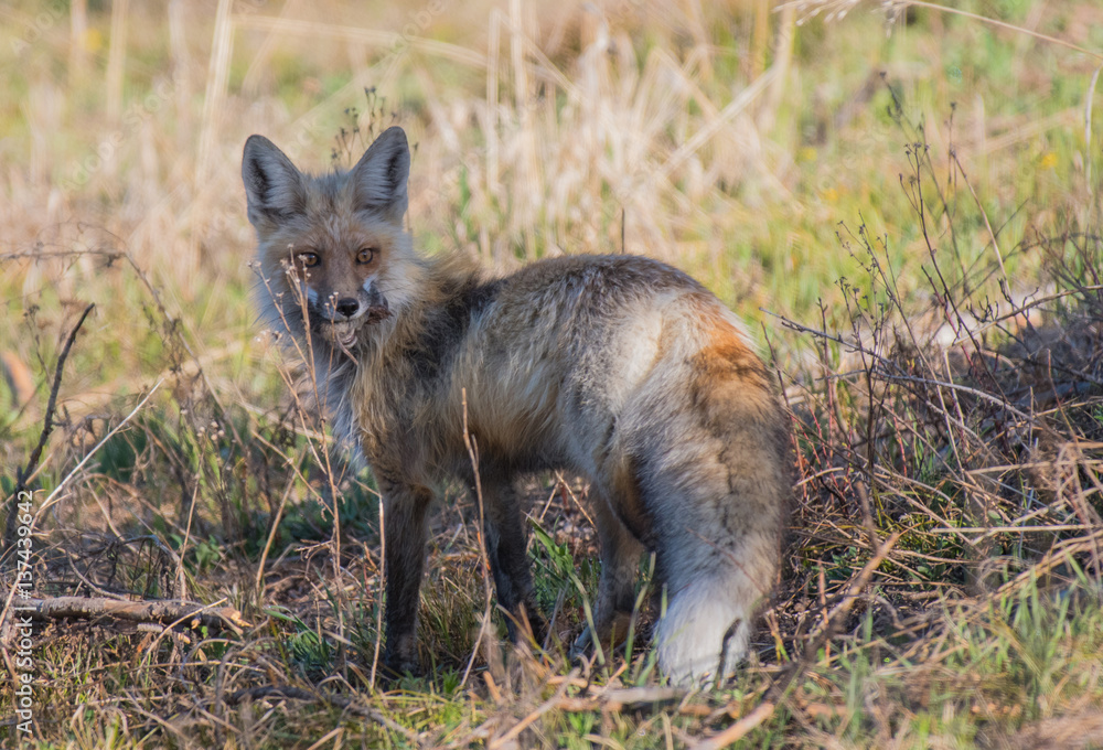 Red Fox Out on a Cold Fall Morning Red Fox Out on a Cold Fall Morning