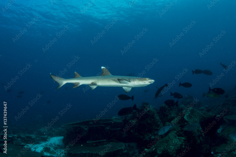 Fototapeta premium Beautiful grey reef shark cruising around the coral reef, Maldives