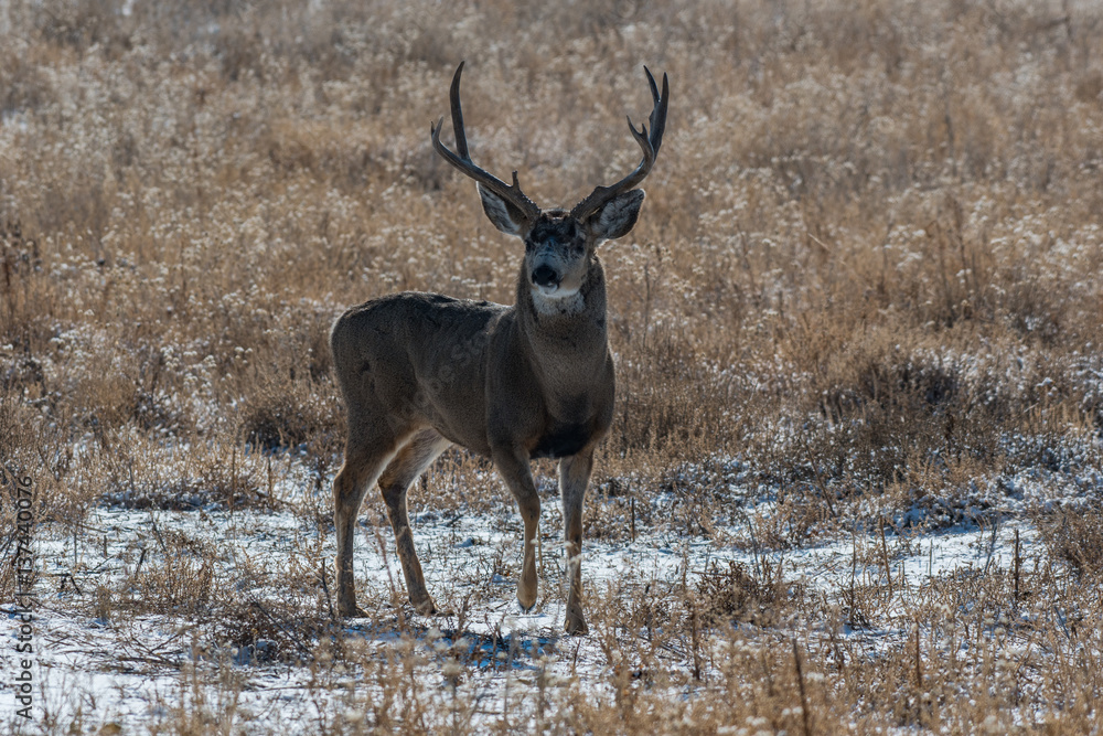 Mule Deer Buck in Fall, Colorado Mule Deer Buck in Fall, Colorado