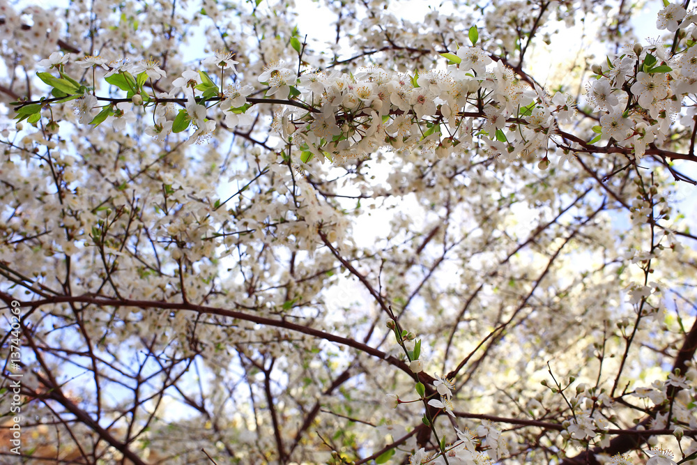 toned background spring tree branches with young leaves sun glare blur bokeh toned background spring tree branches with young leaves sun glare blur bokeh