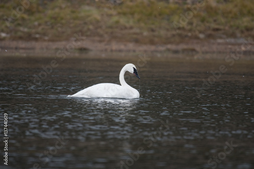 Trumpeter Swan on a Lake in Yellowstone National Park