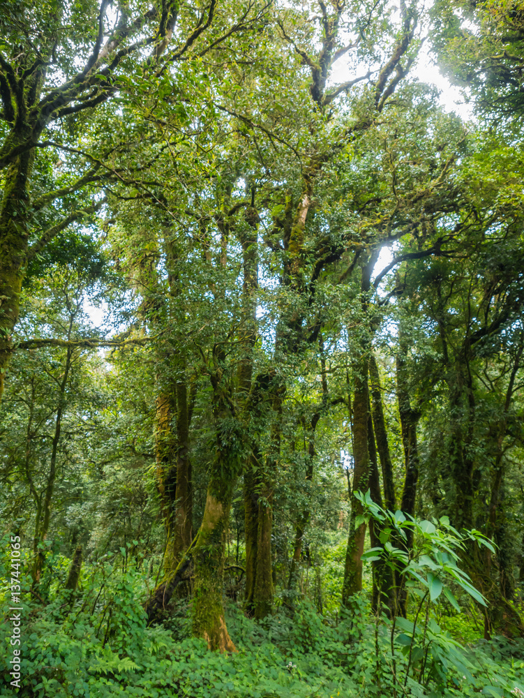 Fototapeta premium forest trees doi inthanon national park in chaing mai, thailand