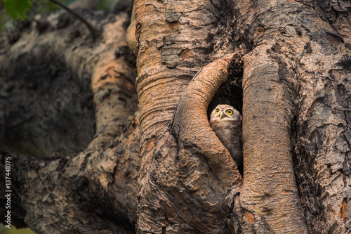 Spotted owlet